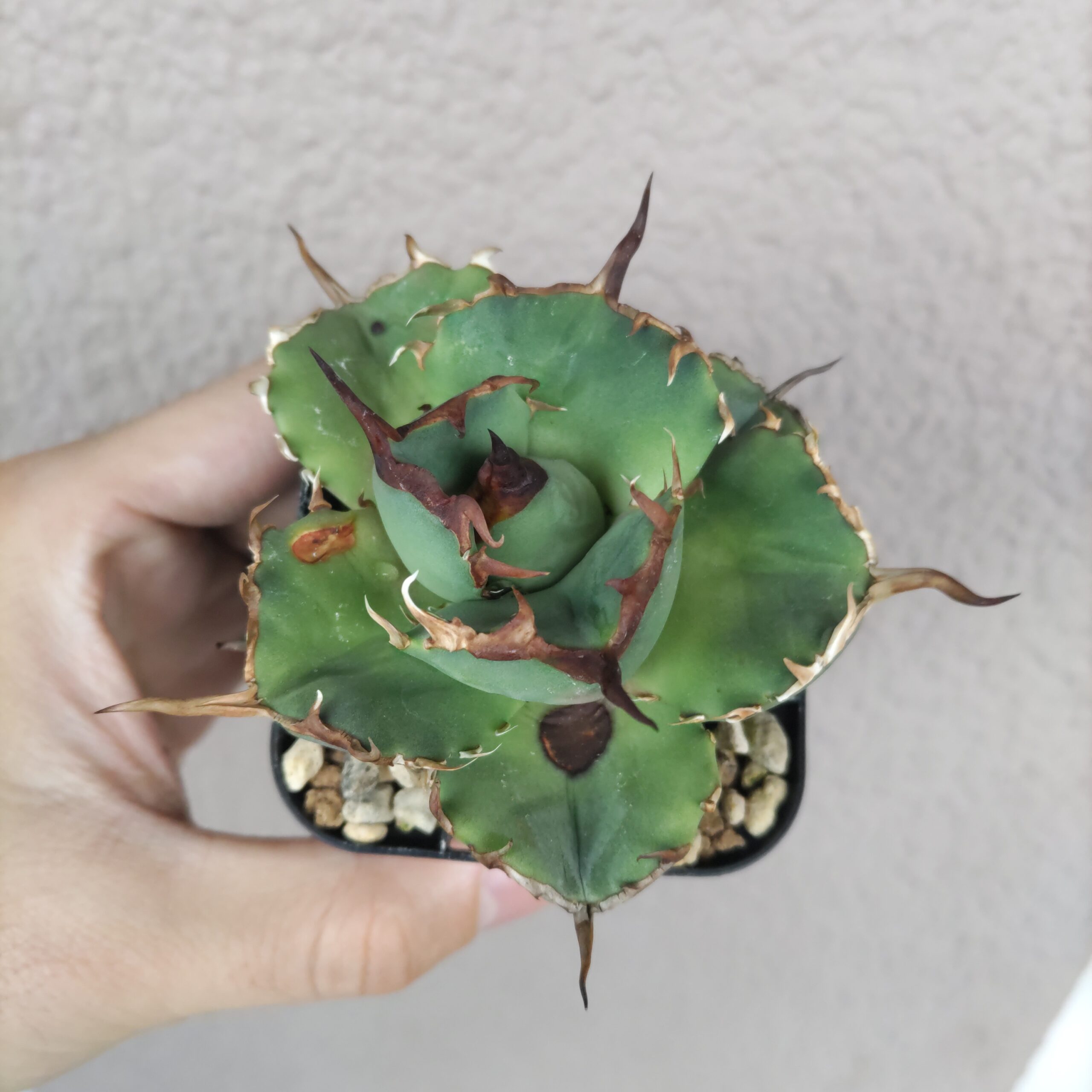 75様 gg4 コンパクタGG アガベ チタノタ アガベ 